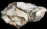Wide Kosmoceras Ammonite - England #42635-1